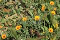 Calendula Arvensis